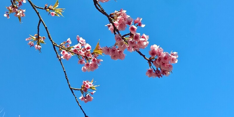 Cherry blossoms in Ueno Park